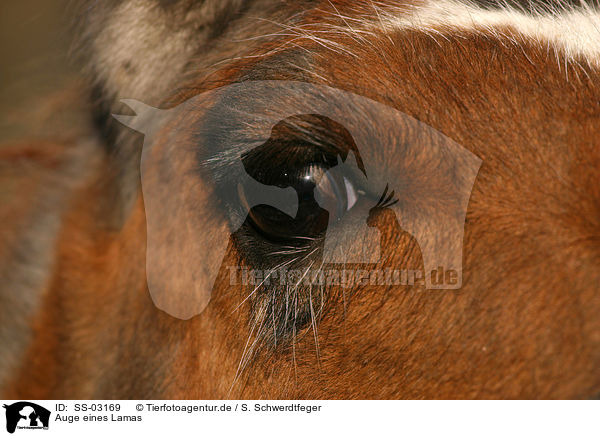 Auge eines Lamas / eye of a llama / SS-03169