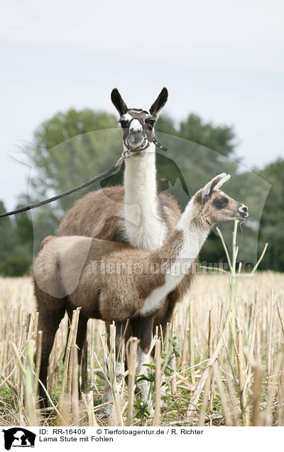 Lama Stute mit Fohlen / Lama mare with foal / RR-16409