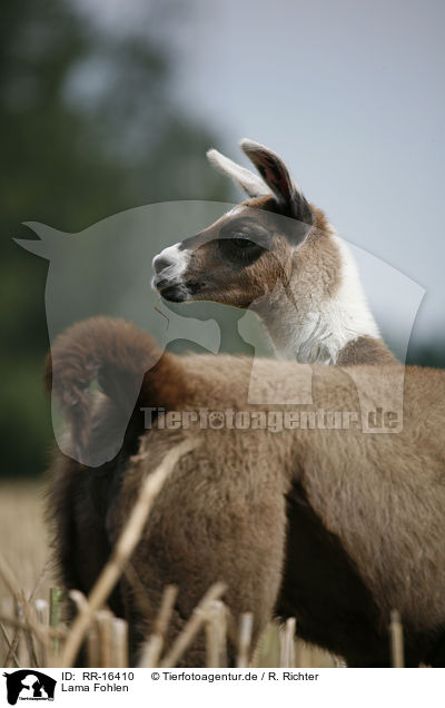 Lama Fohlen / Lama foal / RR-16410