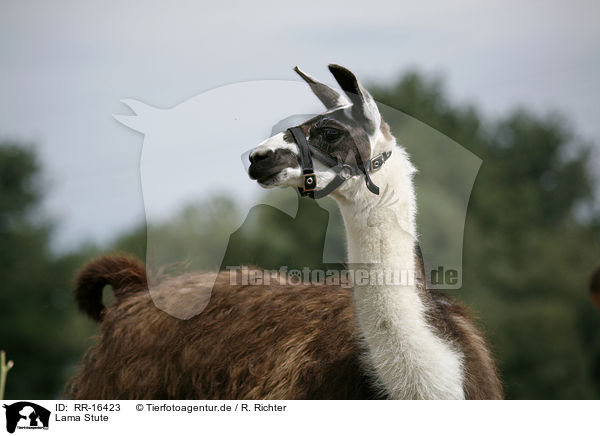 Lama Stute / Lama / RR-16423