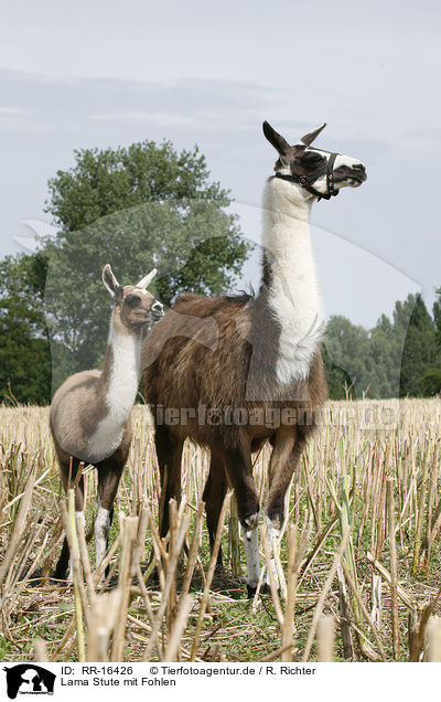 Lama Stute mit Fohlen / Lama mare with foal / RR-16426