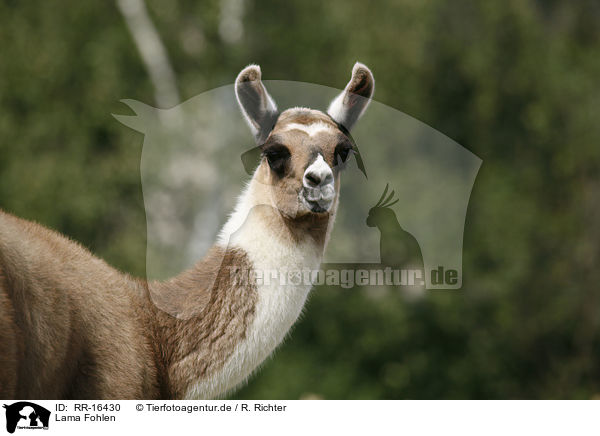 Lama Fohlen / Lama foal / RR-16430