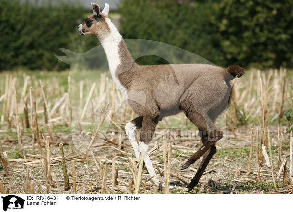 Lama Fohlen / Lama foal / RR-16431