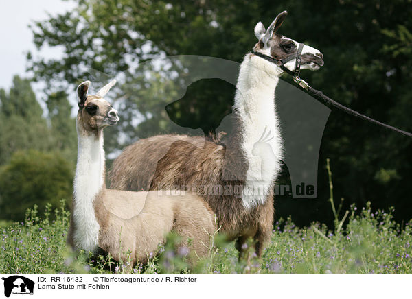 Lama Stute mit Fohlen / RR-16432