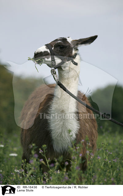 Lama Stute / Lama / RR-16436