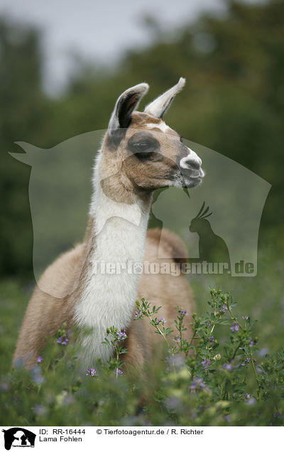 Lama Fohlen / Lama foal / RR-16444
