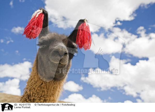 Lama Portrait / HJ-01775