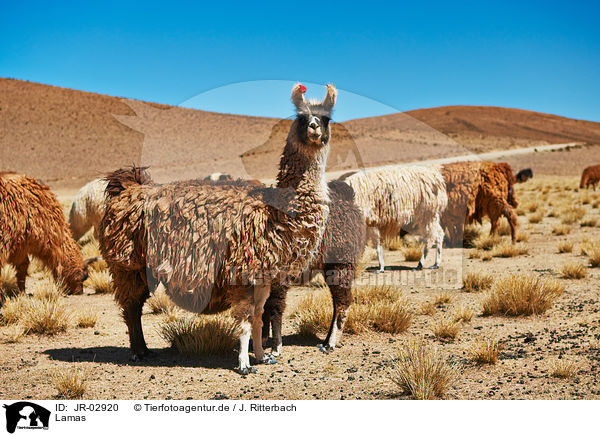 Lamas / llamas / JR-02920