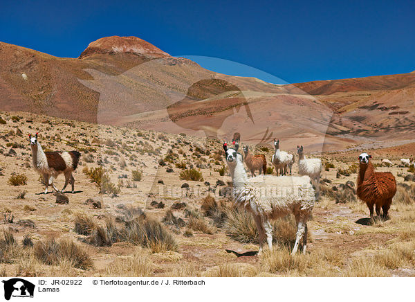 Lamas / llamas / JR-02922
