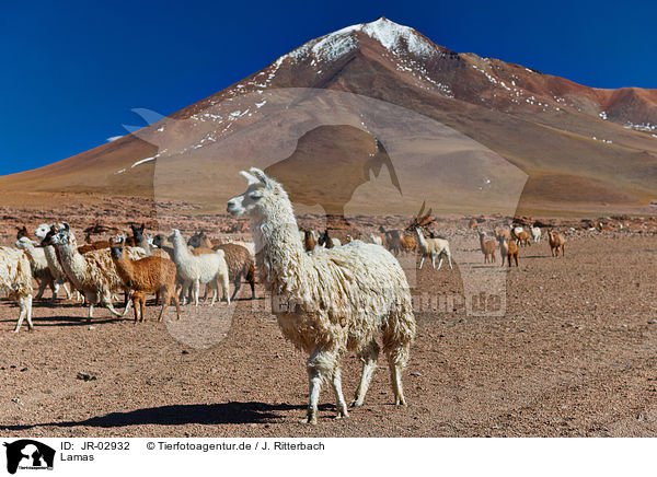 Lamas / llamas / JR-02932