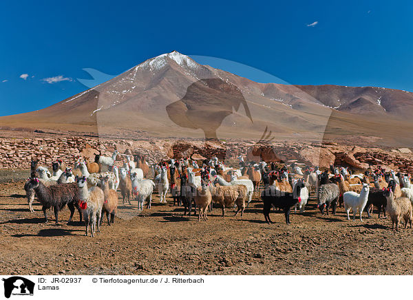 Lamas / llamas / JR-02937