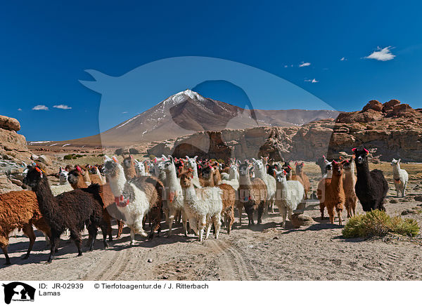 Lamas / llamas / JR-02939