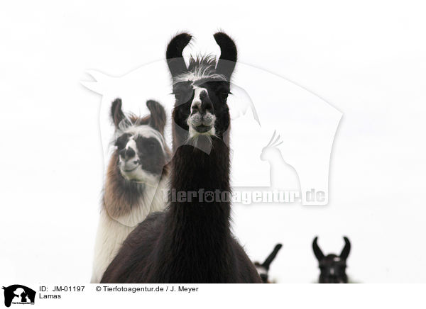 Lamas / llamas / JM-01197