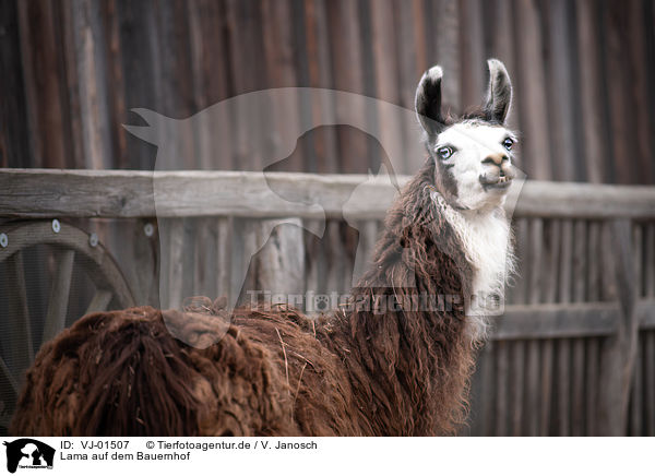 Lama auf dem Bauernhof / Lama on the farm / VJ-01507