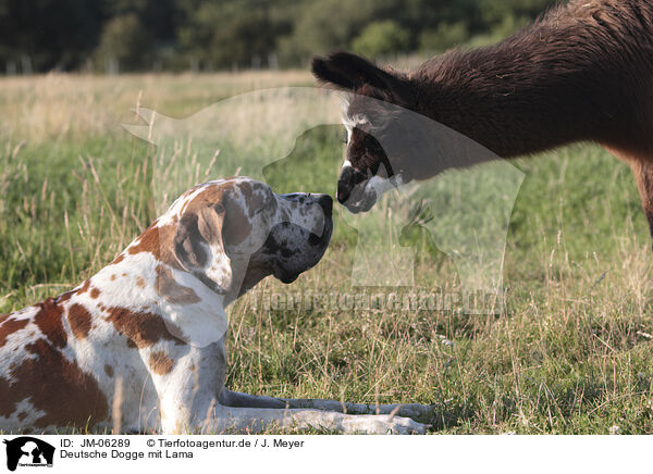 Deutsche Dogge mit Lama / Great Dane with lama / JM-06289