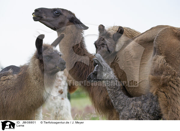 Lama / llama / JM-08801