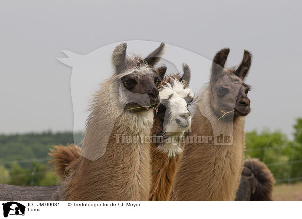 Lama / llama / JM-09031