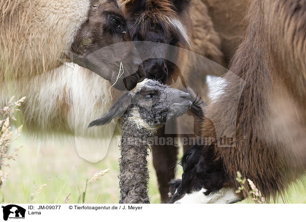 Lama / JM-09077