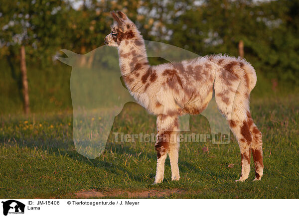 Lama / llama / JM-15406