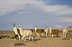 Lamas