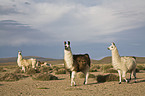 Lamas