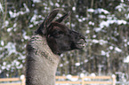 Lama Portrait