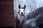 Lama auf dem Bauernhof