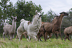 Lamas