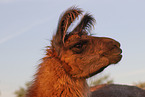 Lama