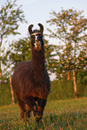 Lama