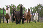 Lamas