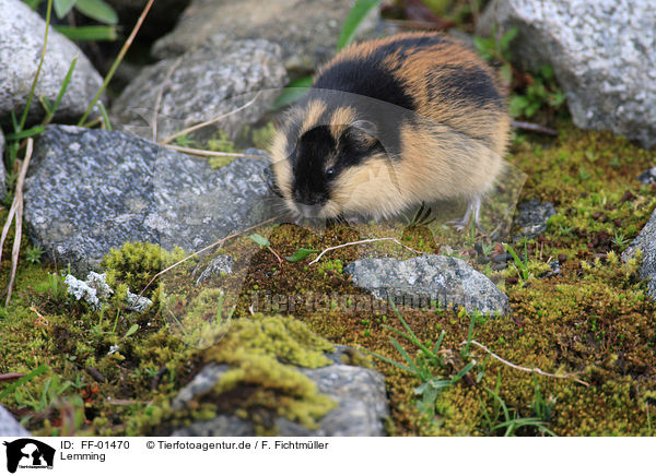 Lemming / FF-01470
