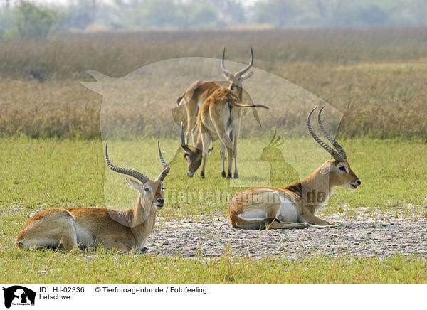 Letschwe / Lechwe antelopes / HJ-02336
