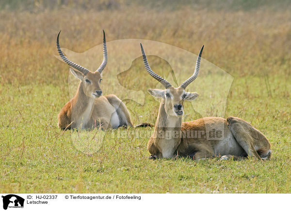 Letschwe / Lechwe antelopes / HJ-02337