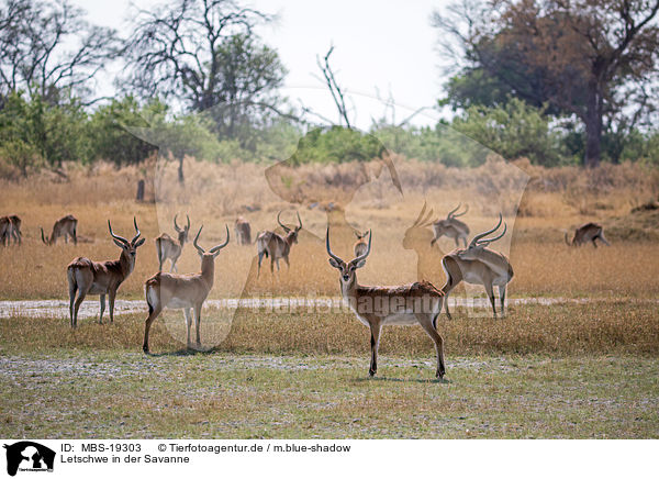 Letschwe in der Savanne / Lechwe in the savannah / MBS-19303