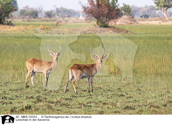 Letschwe in der Savanne / Lechwe in the savannah / MBS-19333