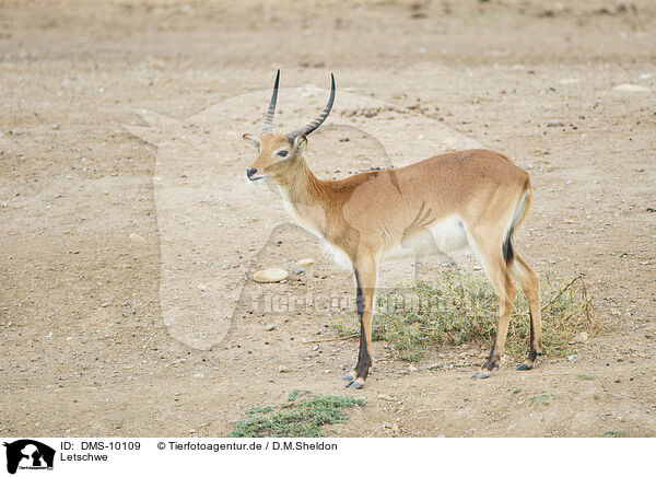 Letschwe / southern lechwe / DMS-10109