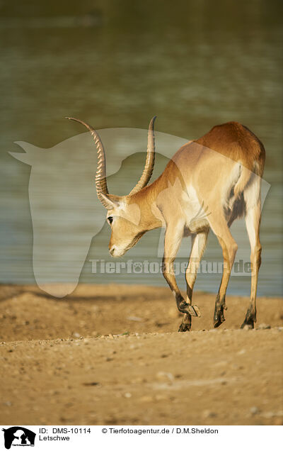 Letschwe / southern lechwe / DMS-10114