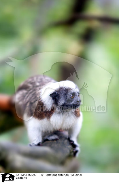 Lisztaffe / cottontop monkey / MAZ-03267