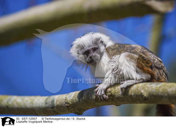 Lisztaffe Vogelpark Marlow / cottontop tamarin Bird Park Marlow / SST-12907