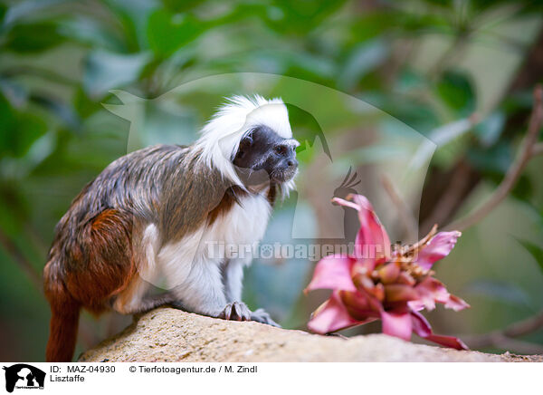 Lisztaffe / cottontop tamarin / MAZ-04930