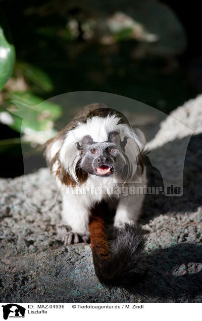 Lisztaffe / cottontop tamarin / MAZ-04936