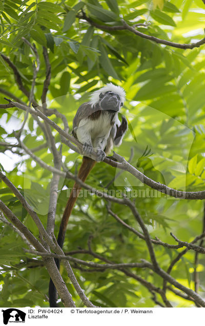 Lisztaffe / cottontop tamarin / PW-04024