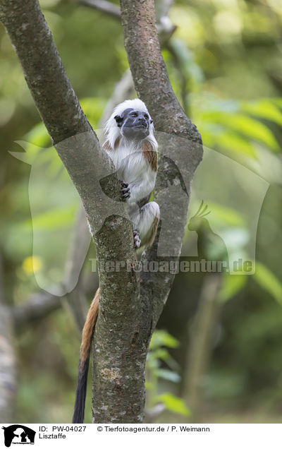 Lisztaffe / cottontop tamarin / PW-04027