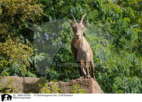 Mhnenspringer / Barbary sheep / DMS-05389