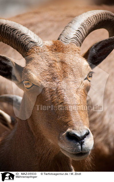 Mhnenspringer / barbary sheep / MAZ-05533