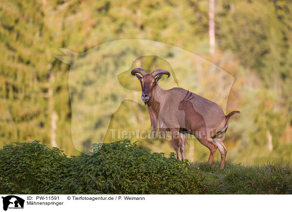 Mhnenspringer / Barbary sheep / PW-11591