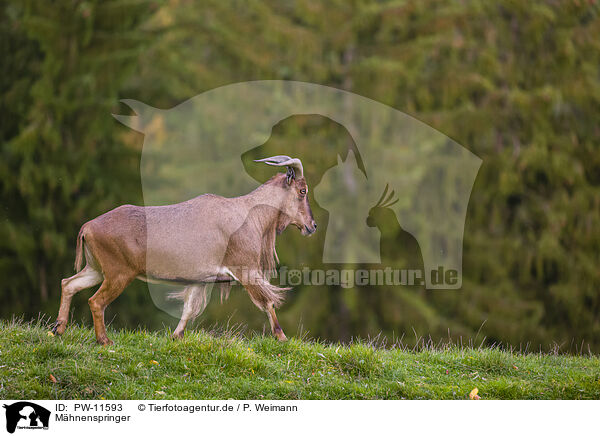 Mhnenspringer / Barbary sheep / PW-11593