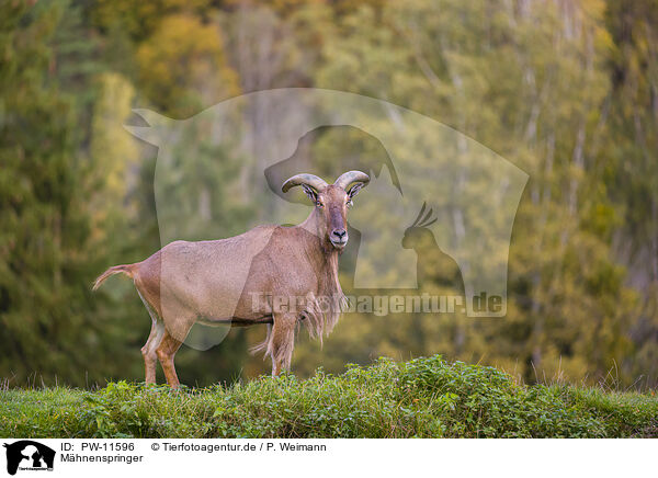 Mhnenspringer / Barbary sheep / PW-11596