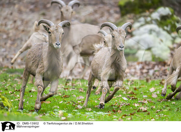 Mhnenspringer / Barbary sheep / DMS-13902